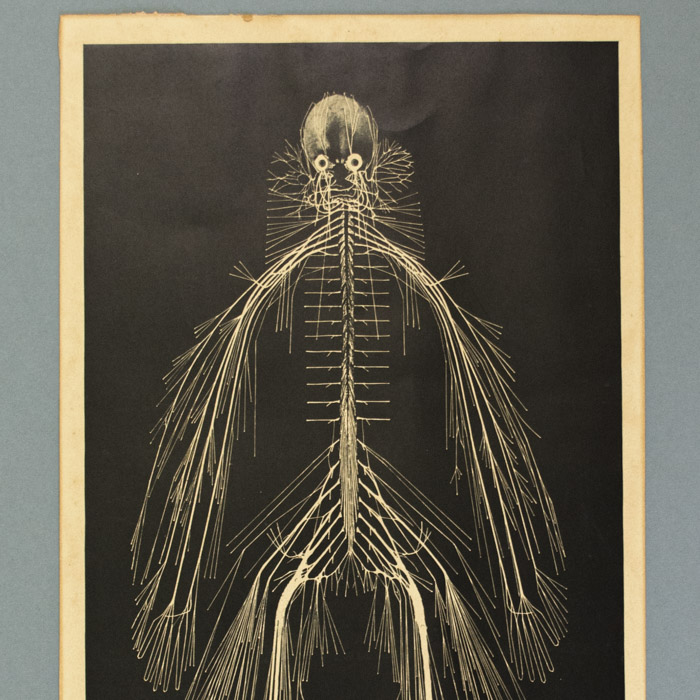 Dr. Rufus Weaver, Cerebro-Spinal Nervous System, detail