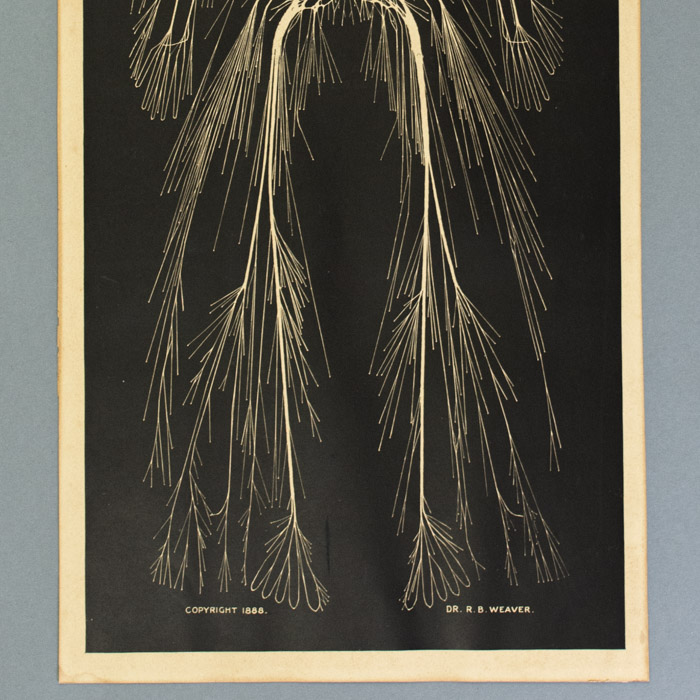 Dr. Rufus Weaver, Cerebro-Spinal Nervous System, detail
