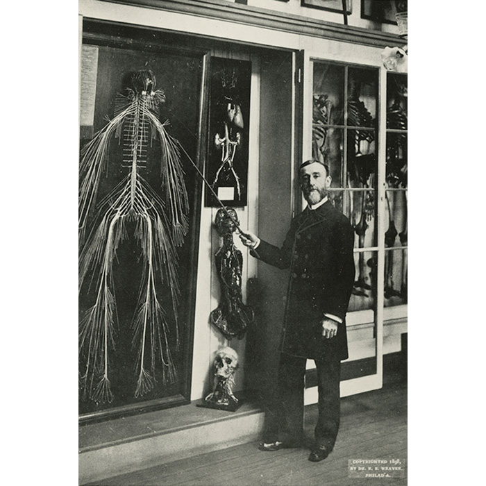 Dr. Weaver photographed in front of the original nervous systems specimen model. (Photo from Drexel University's website)